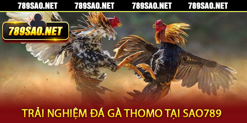 Đá Gà Thomo